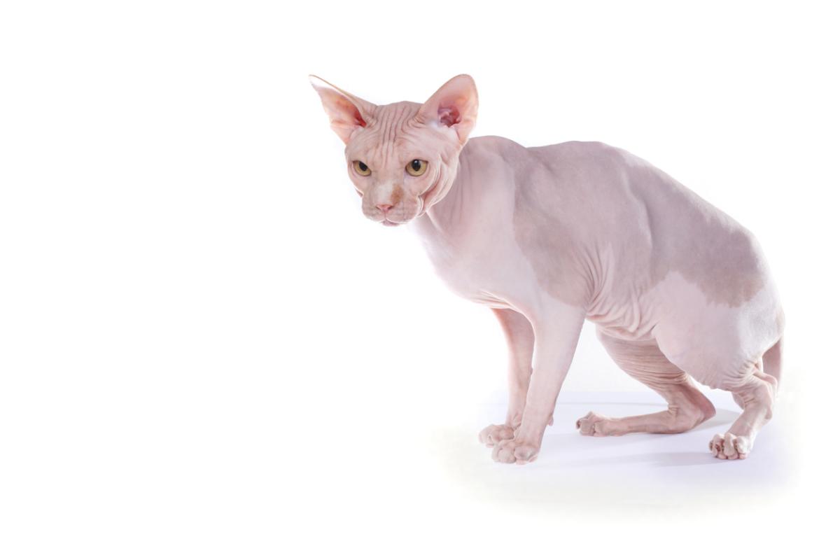 Kohana Cat