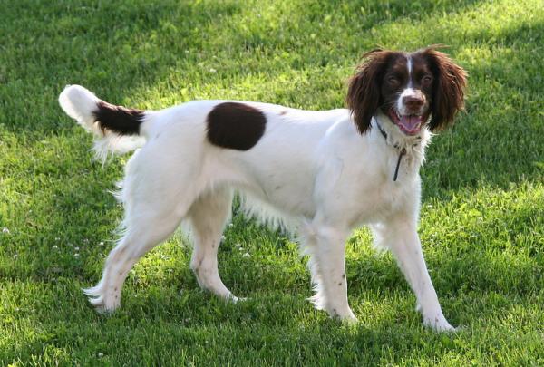 English Springer Spaniel