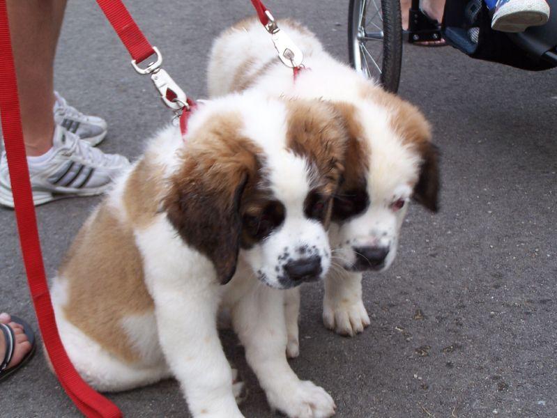 Erkakning goshtini sormoqchiman