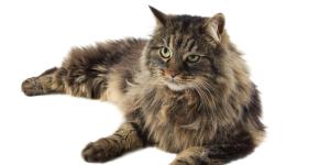 Siberian