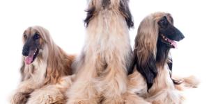 Afghan Hound