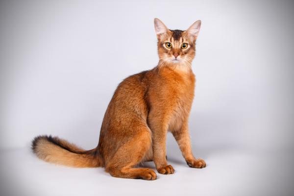 Somali Cat Origin Physical Characteristics Personality Care Somali Cat Origin Physical Characteristics Personality Care