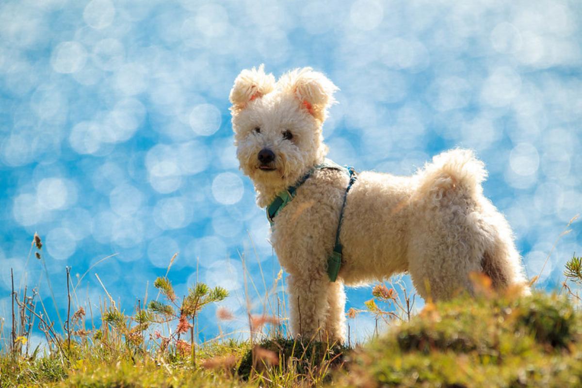Pumi Dog