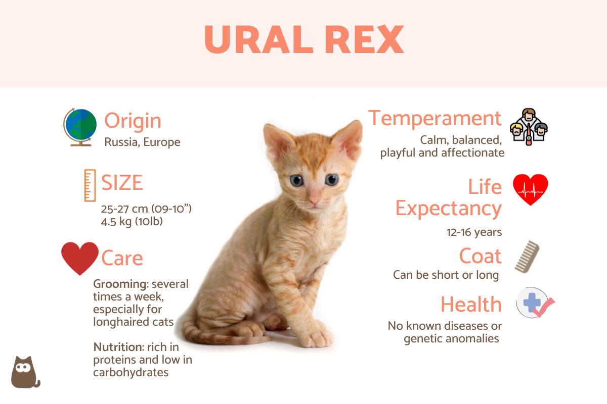 Ural Rex Cat