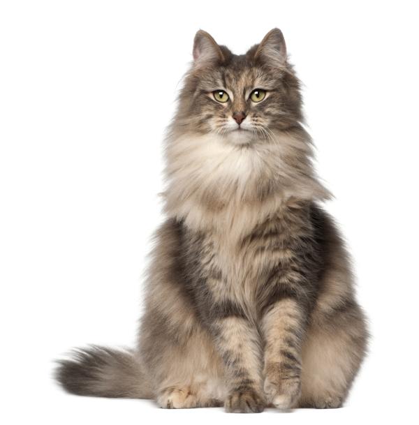 Norwegian Forest Cat
