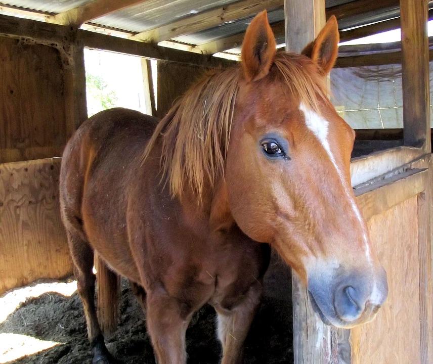 Chestnut Horse Breed - Characteristics, Care and coat