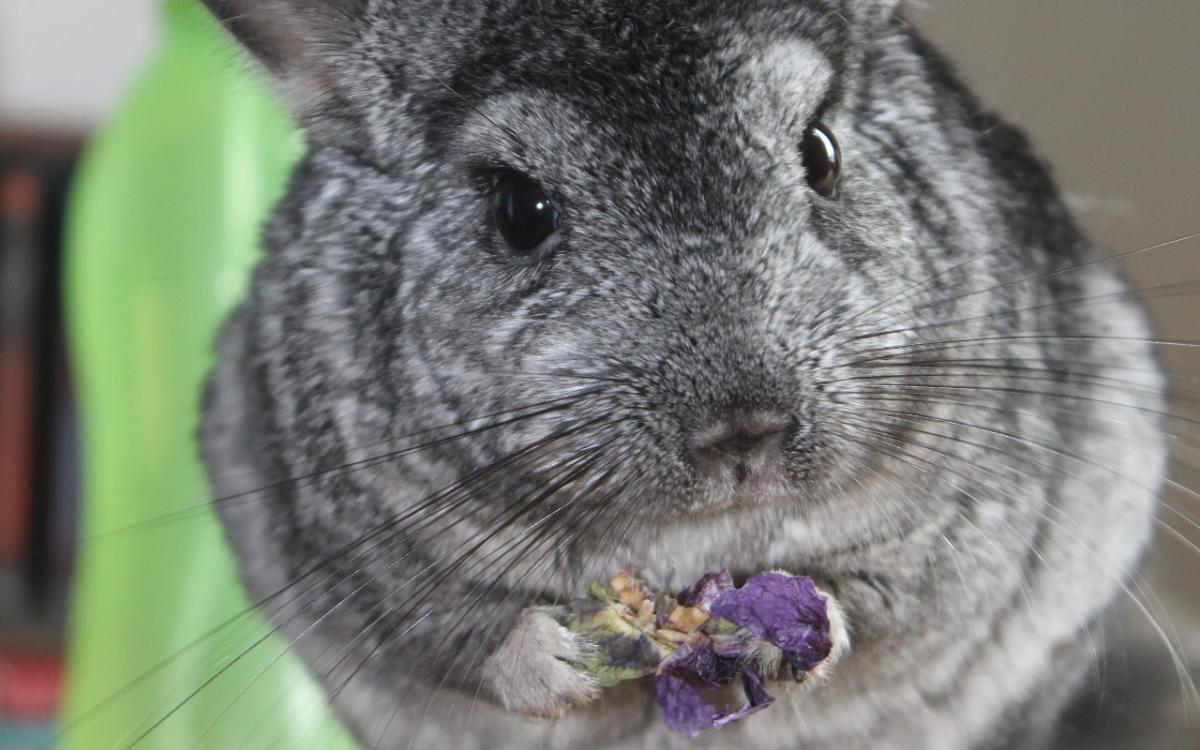 Short-tailed Chinchilla