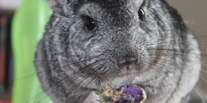 Short-tailed Chinchilla