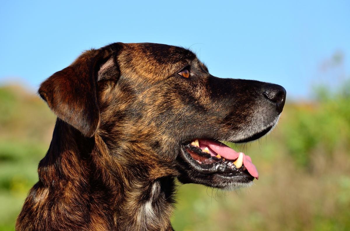 Majorero or Bardino Dog