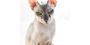 Donskoy Cat or Don Sphynx