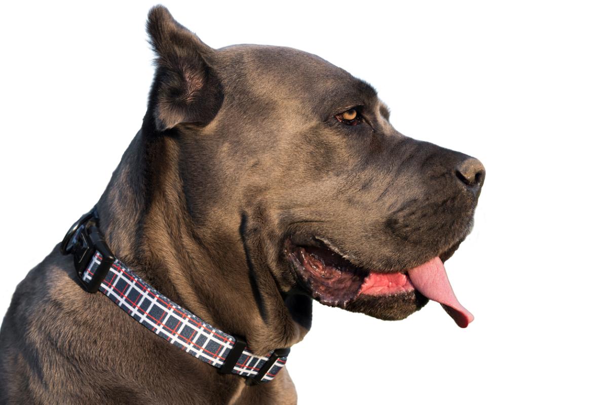 Cane Corso