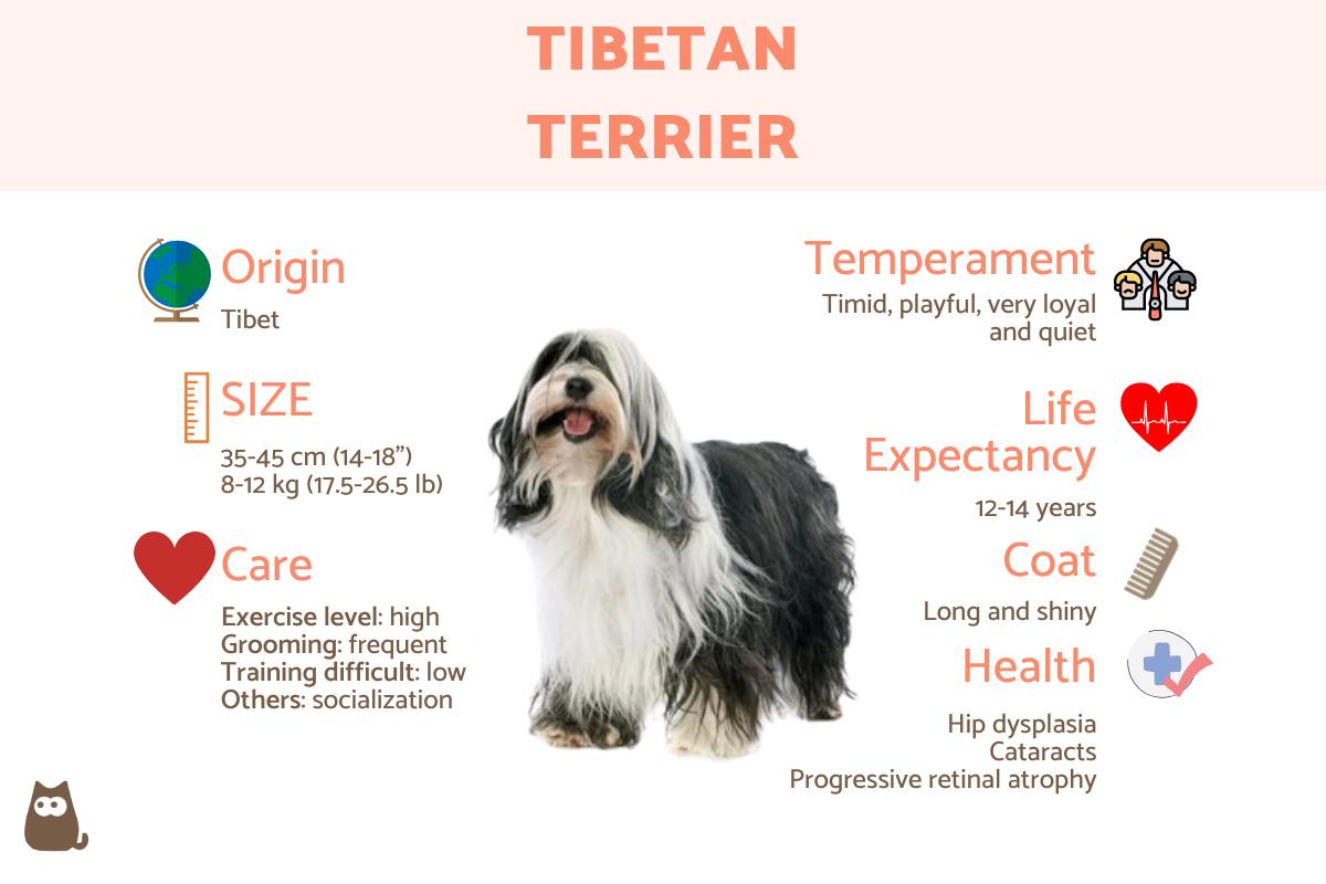 Tibetan Terrier