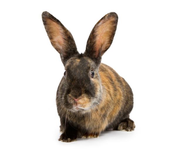 Harlequin Rabbit
