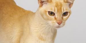 Ceylon Cat