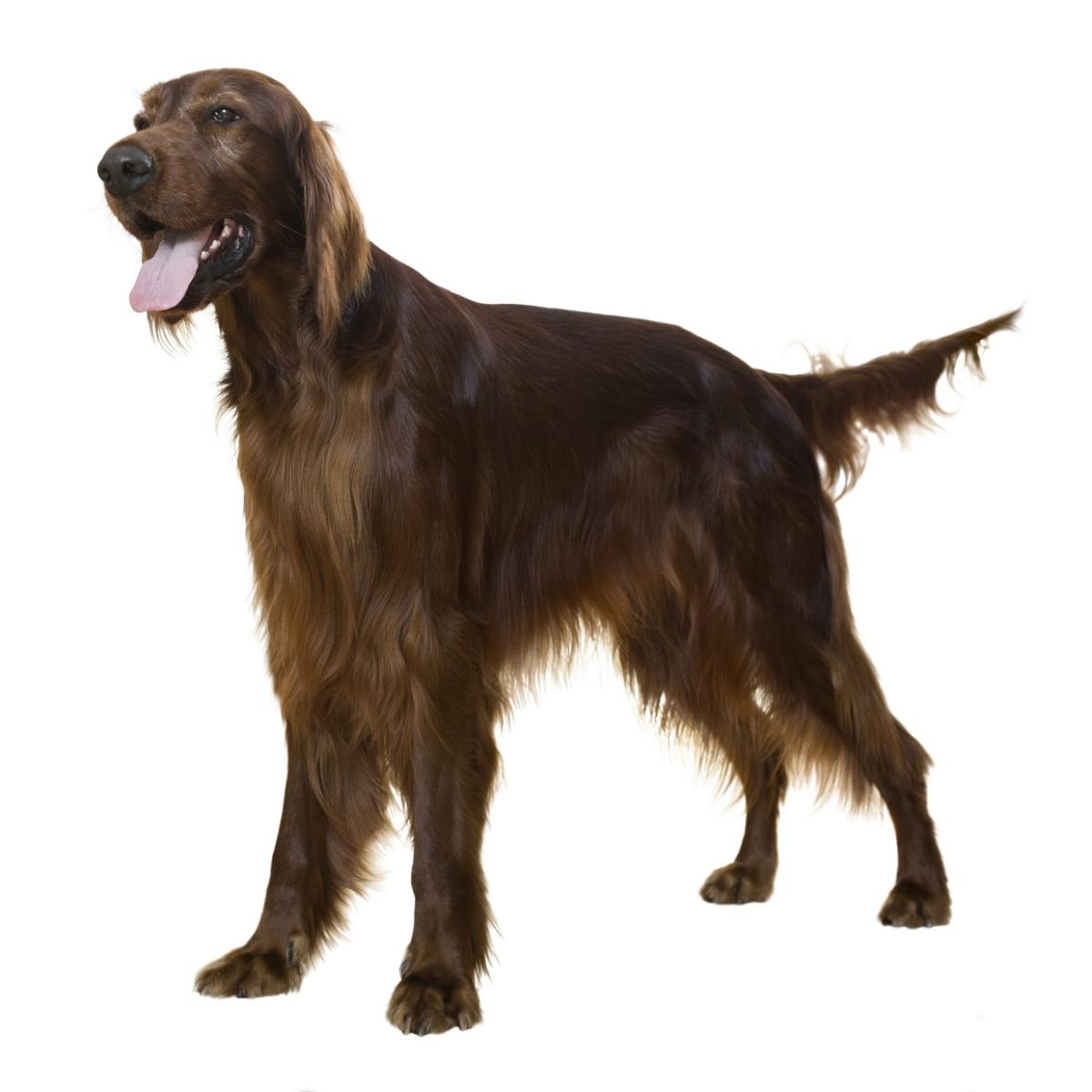 Irish Setter