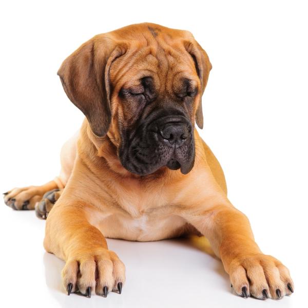 Bullmastiff