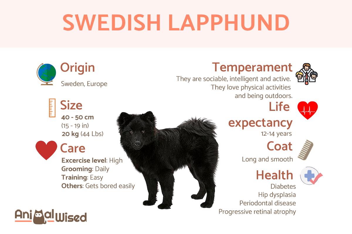 Swedish Lapphund