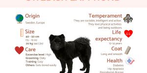 Swedish Lapphund
