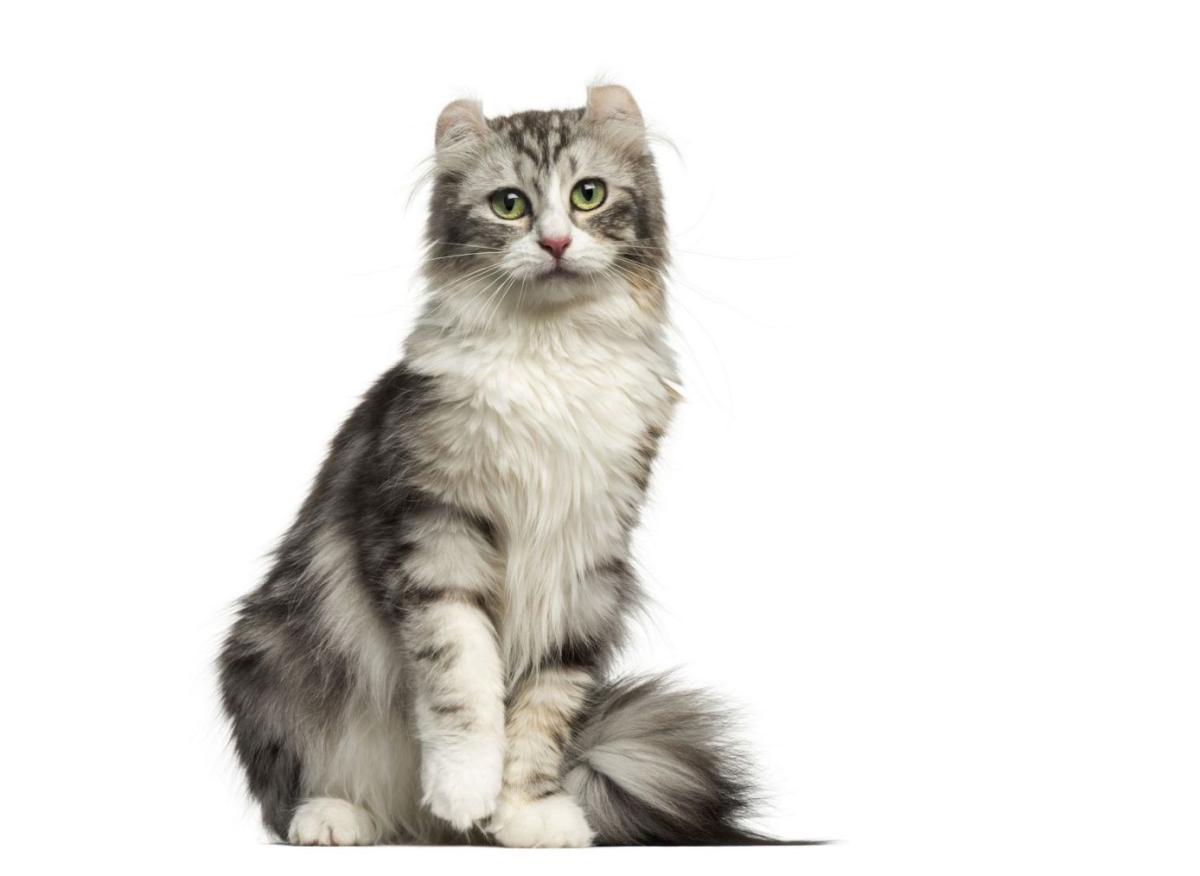 American Curl