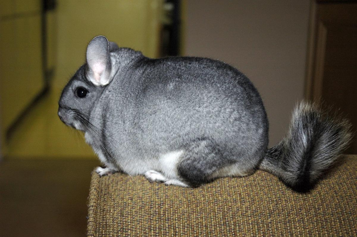 Long-haired Chinchilla