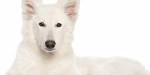 Swiss White Shepherd