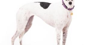 Whippet