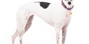 Greyhound