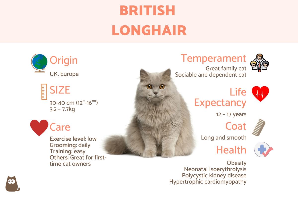 British Longhair