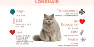 British Longhair