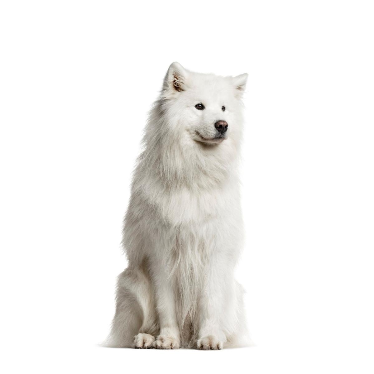 Samoyed