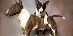 Miniature Bull Terrier