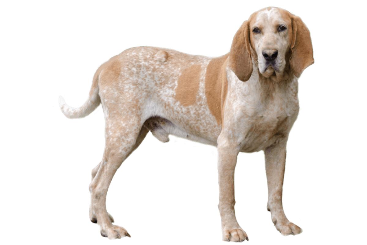 American English Coonhound