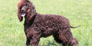 Irish Water Spaniel