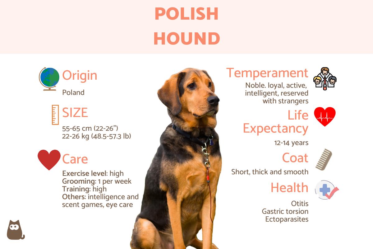 Polish Hound