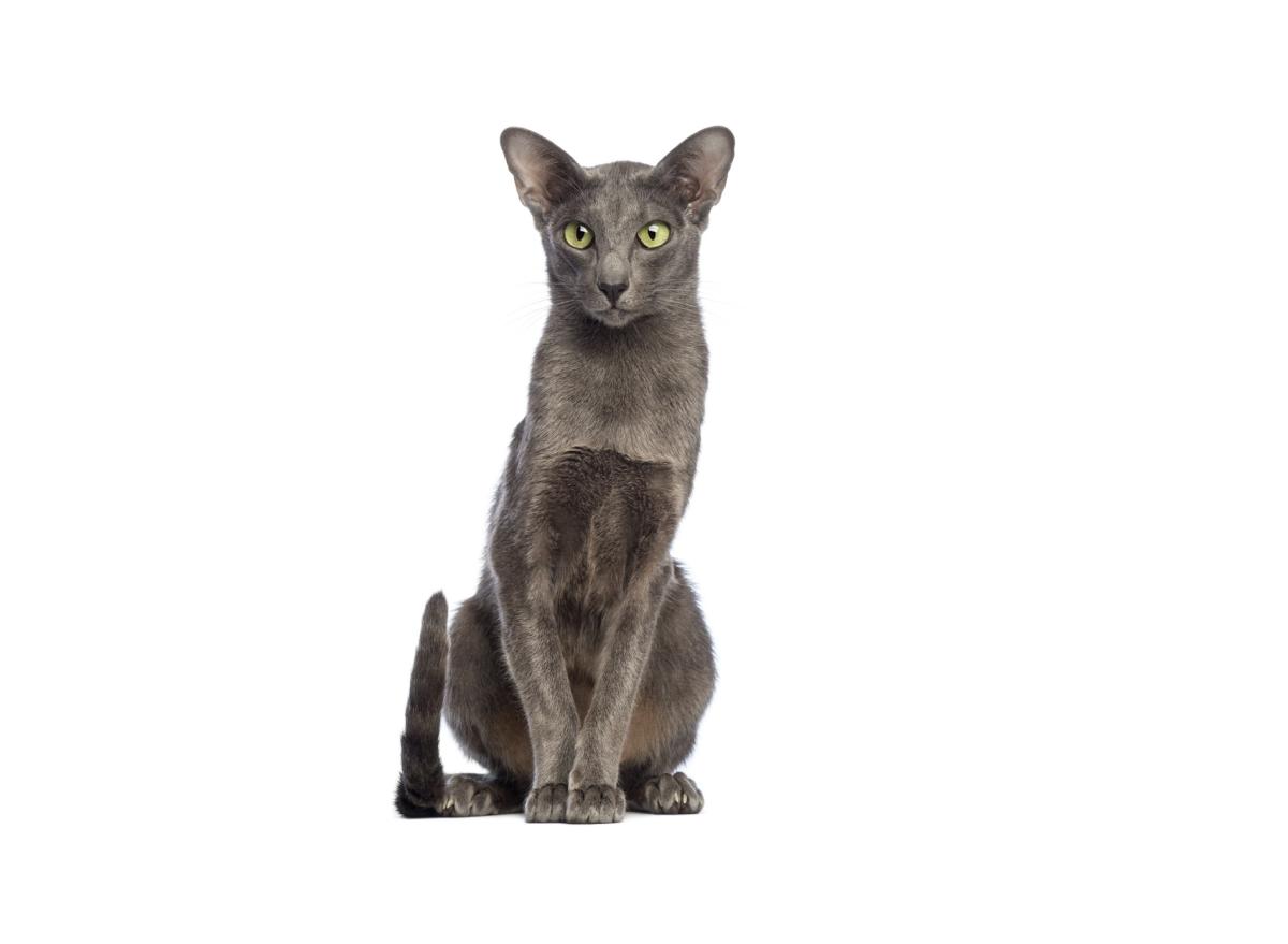 Oriental Shorthair cat