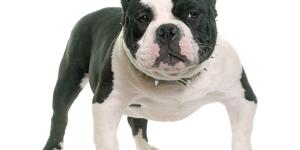 American Bully