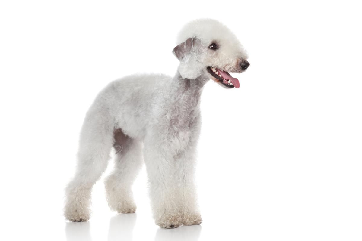 Bedlington terrier