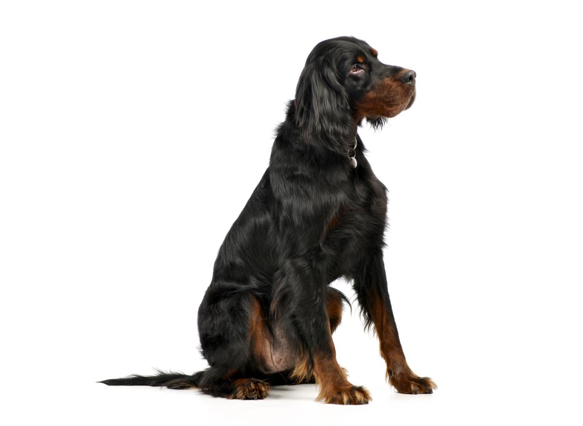 Gordon Setter