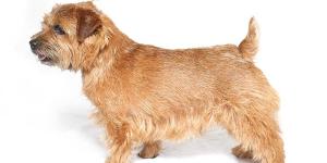 Norfolk terrier