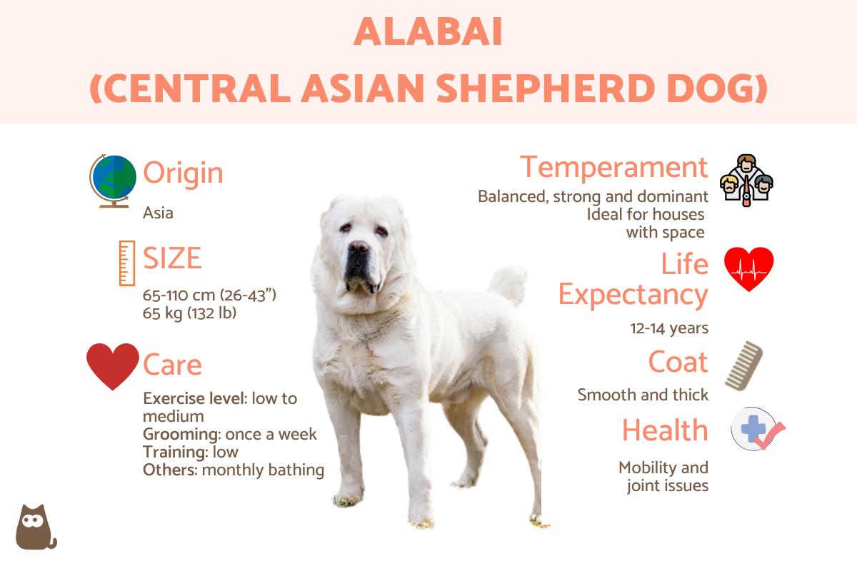Alabai Dog Breed