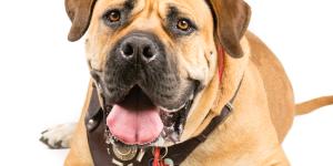 Boerboel