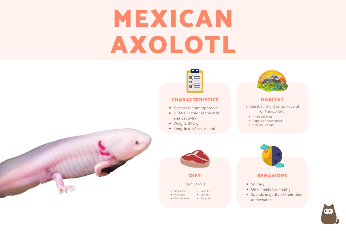Mexican Axolotl