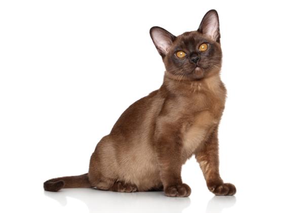 Burmese Cat