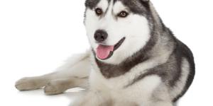 Siberian Husky