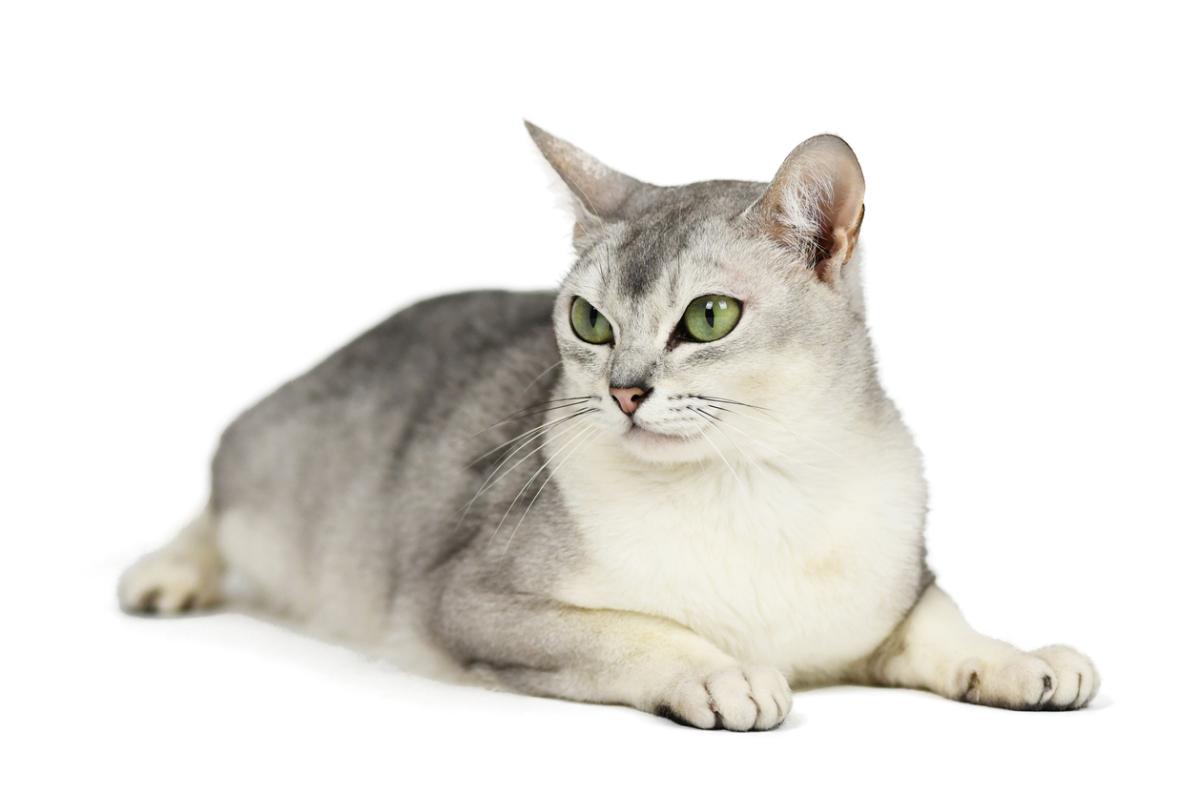 Burmilla