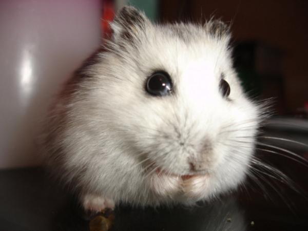 Russian Dwarf Hamster