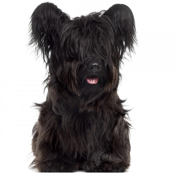 Skye terrier