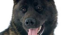 American Akita