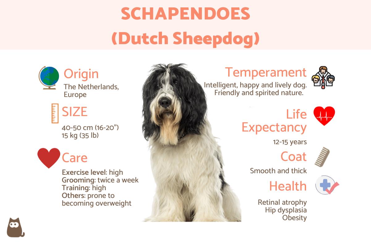 Schapendoes or Dutch Sheepdog