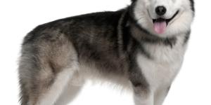 Alaskan malamute